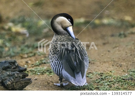 Silver Teal Duck cleans its feathers view from back 139314577