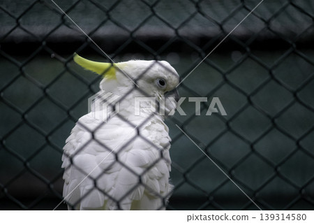 Sulphur Crested Cockatoo watchful eyes closeup Sulphur Crested Cockatoo watchful eyes closeup 139314580