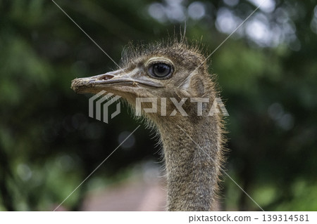 Ostrich Eye Close up detailed Photograph Ostrich Eye Close up detailed Photograph 139314581