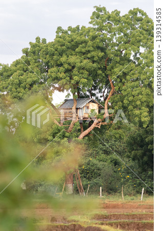 Guard Treehouse in a paddy field in rural village Sri Lanka. Guard Treehouse in a paddy field in rural village Sri Lanka. 139314585
