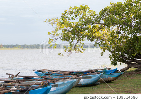 Traditional Sri Lankan Oru fishing boats lined in lakeshore Traditional Sri Lankan Oru fishing boats lined in lakeshore 139314586