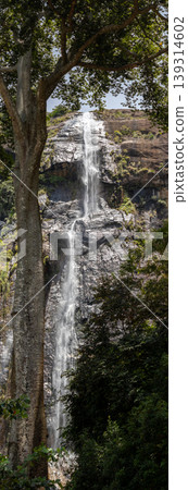 Diyaluma falls in Koslanda, Tall tree in foreground verticle photograph 139314602