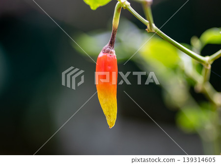 Colorful Bird Chili close up ready to ripe closeup macro Colorful Bird Chili close up ready to ripe closeup macro 139314605