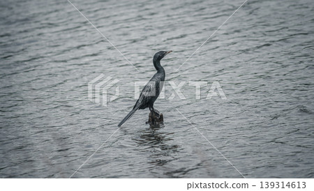 Little Cormorant perched in a wooden pole in the middle of the calm lake. Little Cormorant perched in a wooden pole in the middle of the calm lake. 139314613