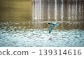 Little Cormorant flying close to the lake beautiful evening photograph 139314616