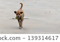 Stray lonely old miserable dog walks on the beach, sad face written the story of the dog's life. 139314617