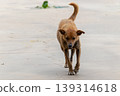 Stray old miserable dog walks on the beach, search for anything to eat. 139314618