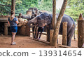 Lady feeding the orphan elephants 139314654