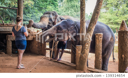 Lady feeding the orphan elephants 139314654