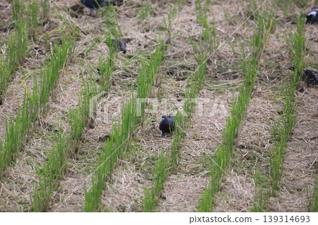 Pigeons feeding in the rice fields 139314693