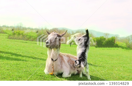 Natural scenes of baby goats playing in a meadow and goats sitting and relaxing. Natural scenes of baby goats playing in a meadow and goats sitting and relaxing. 139314829