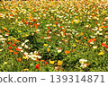 Icelandic poppies in full bloom, bathed in the bright spring sunshine (1) 139314871
