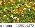 Icelandic poppies in full bloom, bathed in the bright spring sunshine (2) 139314872