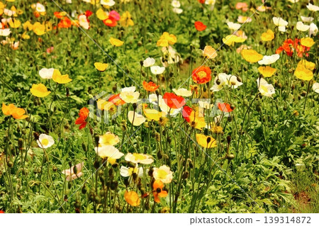 Icelandic poppies in full bloom, bathed in the bright spring sunshine (2) Icelandic poppies in full bloom, bathed in the bright spring sunshine (2) 139314872