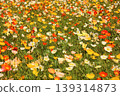 Icelandic poppies in full bloom, bathed in the bright spring sunshine (3) 139314873