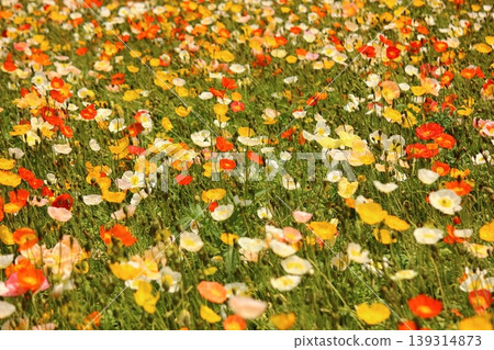 Icelandic poppies in full bloom, bathed in the bright spring sunshine (3) Icelandic poppies in full bloom, bathed in the bright spring sunshine (3) 139314873