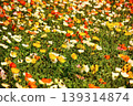 Icelandic poppies in full bloom, bathed in the bright spring sunshine (4) 139314874