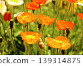 Icelandic poppies in full bloom, bathed in the bright spring sunshine (5) 139314875
