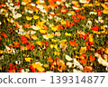 Icelandic poppies in full bloom, bathed in the bright spring sunshine (6) 139314877