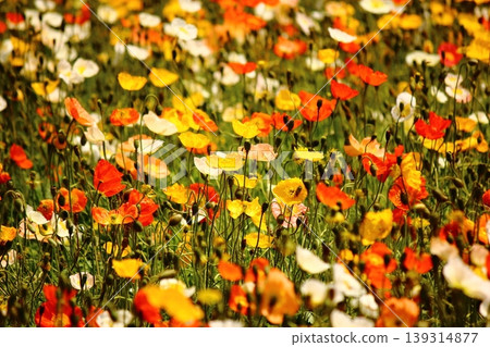 Icelandic poppies in full bloom, bathed in the bright spring sunshine (6) Icelandic poppies in full bloom, bathed in the bright spring sunshine (6) 139314877