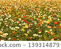 Icelandic poppies in full bloom, bathed in the bright spring sunshine (7) 139314879