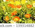 Icelandic poppies in full bloom, bathed in the bright spring sunshine (8) 139314882