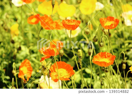Icelandic poppies in full bloom, bathed in the bright spring sunshine (8) Icelandic poppies in full bloom, bathed in the bright spring sunshine (8) 139314882