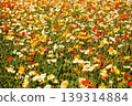 Icelandic poppies in full bloom, bathed in the bright spring sunshine (9) 139314884