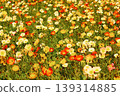 Icelandic poppies in full bloom, bathed in the bright spring sunshine (10) 139314885