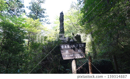繩文杉健行:屋久島沖名杉 繩文杉健行:屋久島沖名杉 139314887