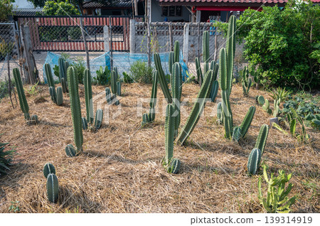 Cereus Jamacaru cactus growing in the backyard in countryside of Thailand as house plants. This columnar cactus is native to Brazil and can grow impressively tall in nature. 139314919