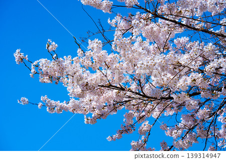 Sakura flower blossoms, beauty, new beginnings, cherry, spring, nature Sakura flower blossoms, beauty, new beginnings, cherry, spring, nature 139314947