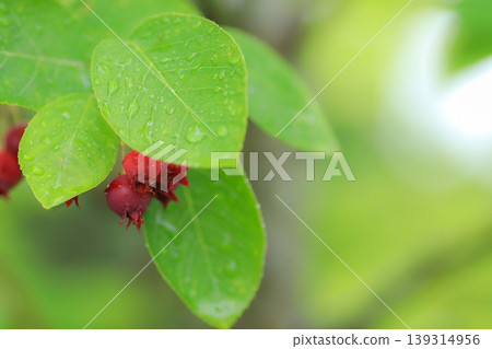 Junberry Junberry 139314956