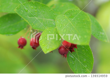 Junberry Junberry 139314959