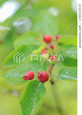 Junberry Junberry 139315015