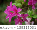杜鵑花紅色的花 139315031