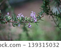 迷迭香花 139315032