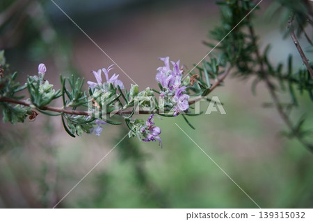 迷迭香花 139315032