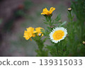 Haruhiko的花 139315033