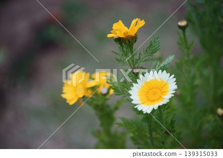 Haruhiko的花 139315033