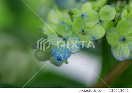 Hydrangea 'Tsue no Kotemari' 139315041