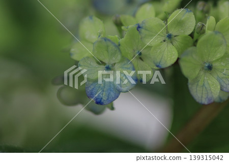 Hydrangea 'Tsue no Kotemari' Hydrangea 'Tsue no Kotemari' 139315042