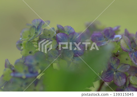 Hydrangea 'Tsue no Kotemari' Hydrangea 'Tsue no Kotemari' 139315045