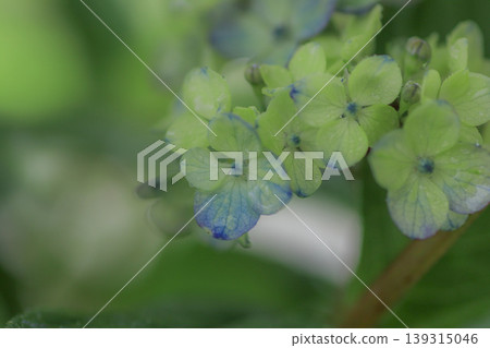 Hydrangea 'Tsue no Kotemari' Hydrangea 'Tsue no Kotemari' 139315046