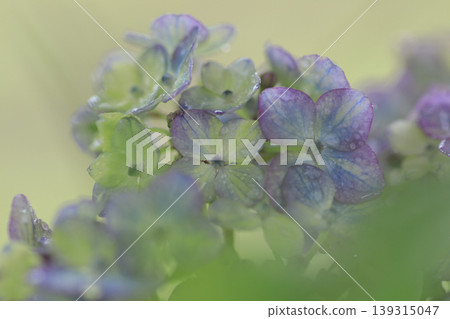 Hydrangea 'Tsue no Kotemari' Hydrangea 'Tsue no Kotemari' 139315047