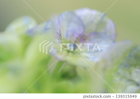 Hydrangea 'Tsue no Kotemari' Hydrangea 'Tsue no Kotemari' 139315049