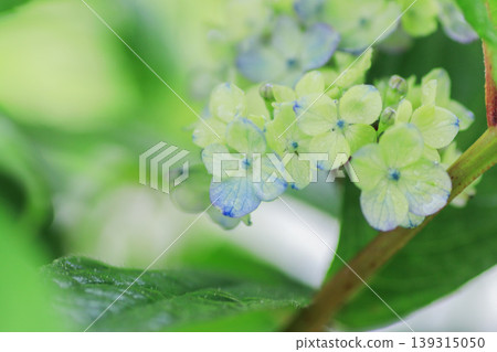 Hydrangea 'Tsue no Kotemari' Hydrangea 'Tsue no Kotemari' 139315050