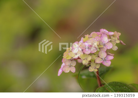 Hydrangea 'Tsue no Kotemari' Hydrangea 'Tsue no Kotemari' 139315059