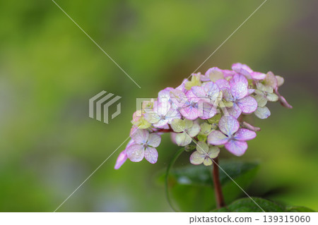 Hydrangea 'Tsue no Kotemari' Hydrangea 'Tsue no Kotemari' 139315060