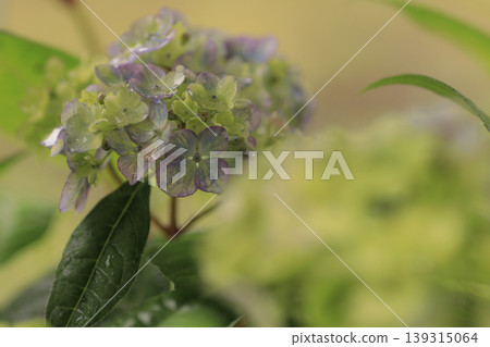 Hydrangea 'Tsue no Kotemari' Hydrangea 'Tsue no Kotemari' 139315064